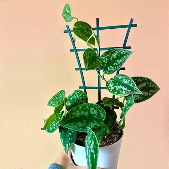 modèle de treillis pour plantes grimpante pour plante en pot