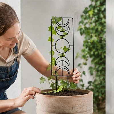 femme qui ajuste plante sur son Treillis plantes grimpantes
