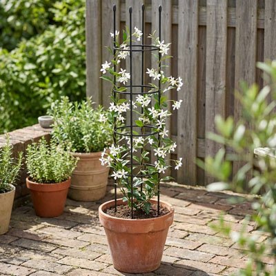 fleur blanche qui grimpe sur Treillis dans un pot déposer dans arrière cour