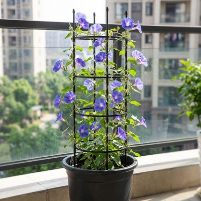 fleur mauve grimpant sur Treillis  déposé dans un pot sur un balcon
