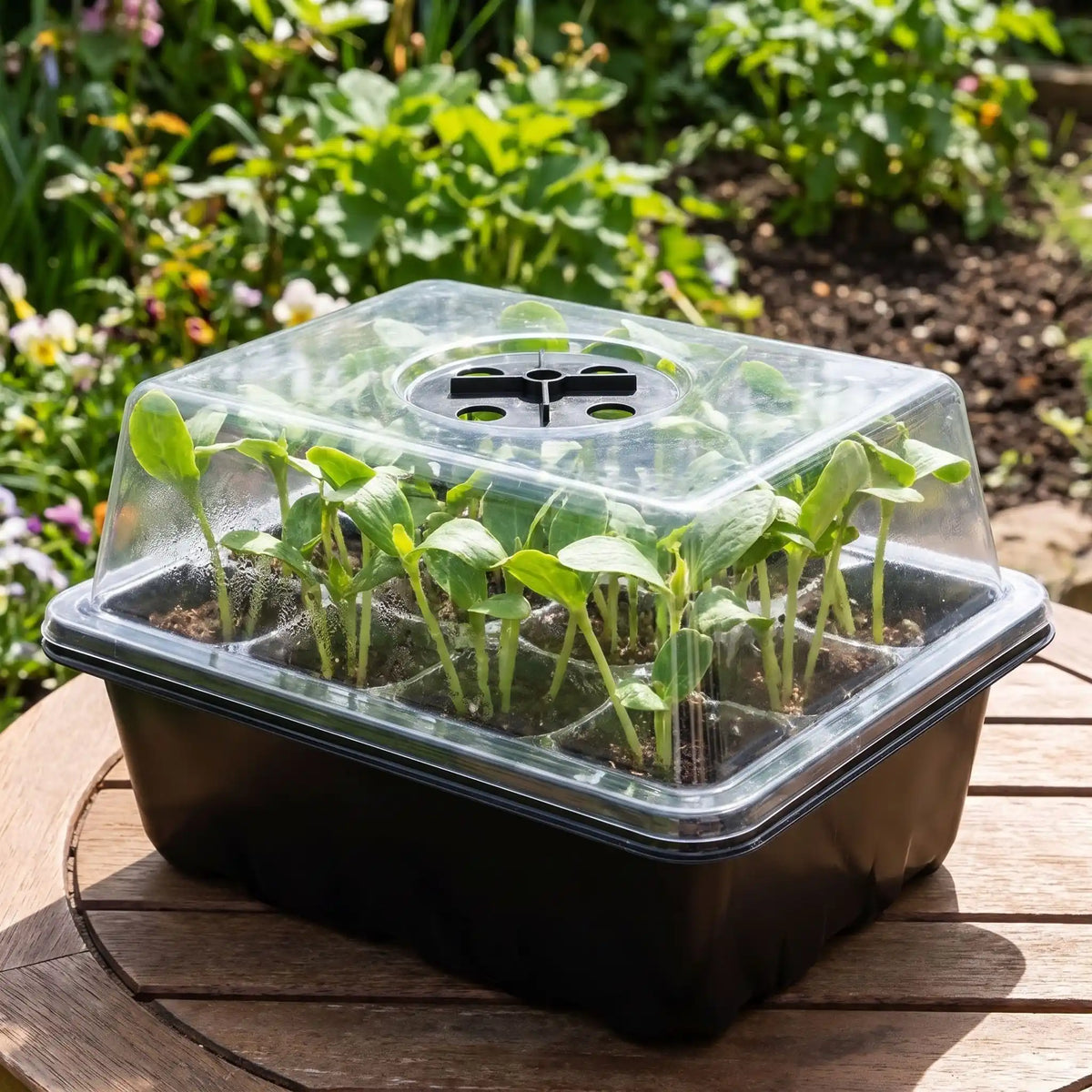 jeunes plants qui poussent sur le couvercle de la mini serre de jardin