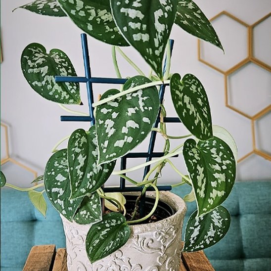 modèle de treillis pour plantes grimpante pour plante en pot
