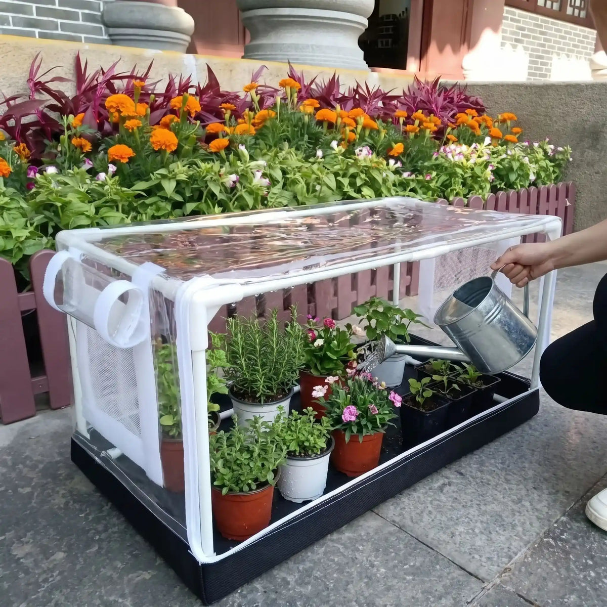 personne arrosant fleurs dans petite serre de jardin