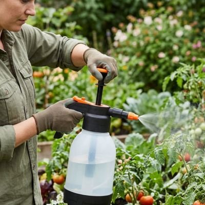 pulvérisateur pour jardin utilisé pour arroser des plants de tomates