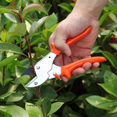 Sécateur au bec arrondi utilisé par une main  pour couper branche