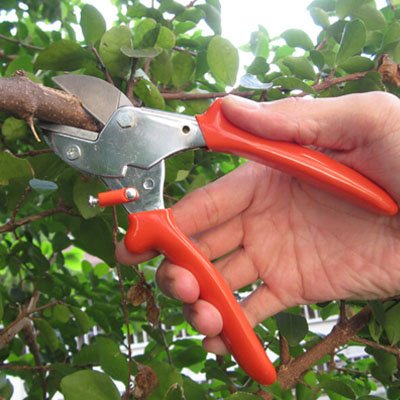 Sécateur au manche orange coupant moyenne branche