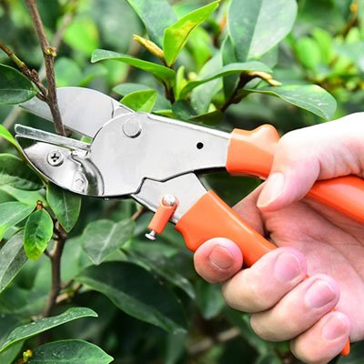 Sécateur coupant petite branche tenu dans une main