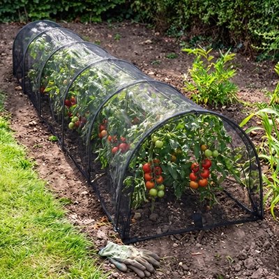 Serre de jardin tunnel en maille fine et protégeant les plantes de tomates bien garnie